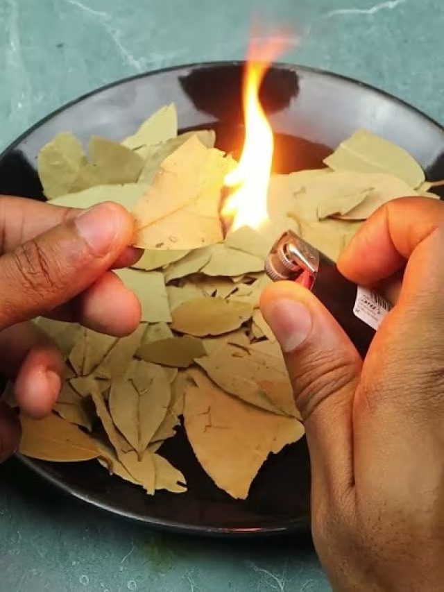 রোজ রাতে রান্নাঘরে পোড়ান ১টা তেজপাতা, ব্যস! তাতেই খেলা শেষ