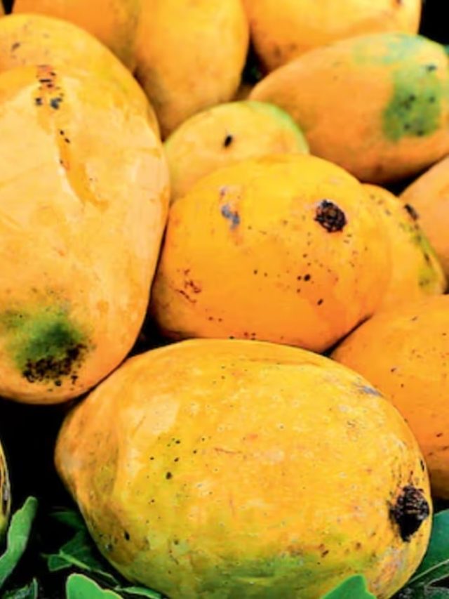 মজে যাওয়া আম দিয়ে তৈরি করুন পকোড়া, তালের বড়া ফেল