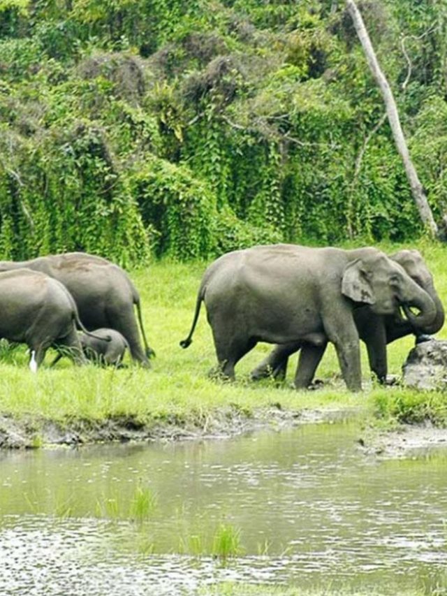 বর্ষায় উত্তরবঙ্গ ভ্রমণের সেরা দশ জায়গা, নিরাপদ এবং ঝুঁকিবিহীন
