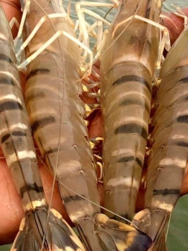 মাত্র ৪ টা চিংড়ি দিয়ে বানান এই রেসিপি, সারাদিন ভাতই খেতে চাইবেন