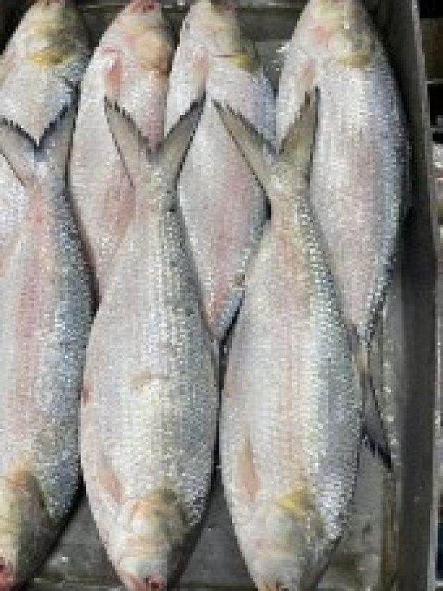 ইলিশ মাছ এঁদের  জন্য বিষ, কারা খাবেন না, জানুন