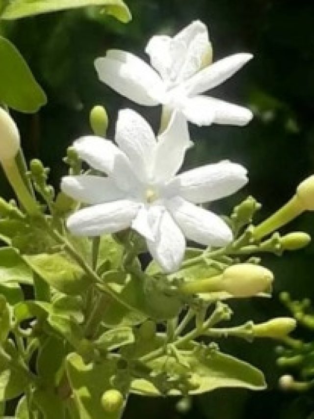 শুধু মেশান এই ফলের খোসা, ঝাঁকে ঝাঁকে ফুল ফুটবে জুঁই গাছে