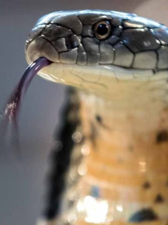 সাপ বিষধর কিনা, দূর থেকে কীভাবে বুঝবেন?