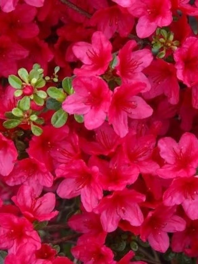 ফুল নয় এগুলো একেকটা টাকার গাছ, আপনার বাড়িতে আছে?