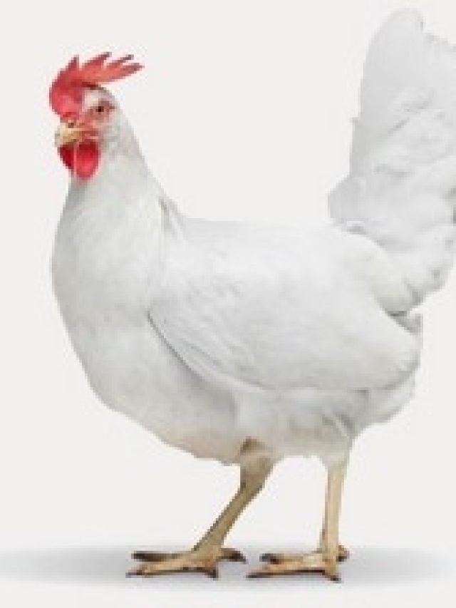 মুরগির এই গুণ রপ্ত করলেই চরম সুখী হবেন, বলেছেন চাণক্য