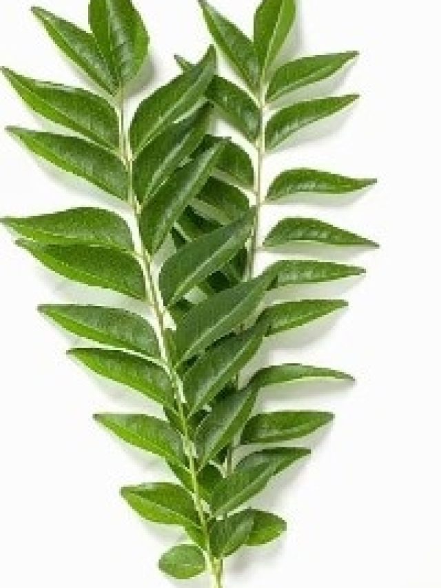 রোজ মুখে পুরে নিন কারিপাতা, বুড়ো হলেও খেলা হবে