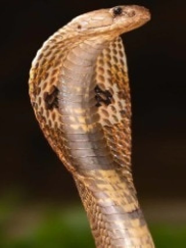 ঘর থেকে সাপ তাড়াতে এবার ফোন করুন, রইল হেল্পলাইন নম্বর