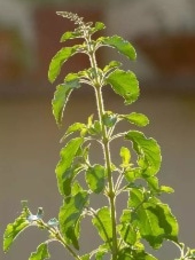 শুধু দিন এই মশলা,  রাতারাতি লম্বা হবে তুলসী গাছ