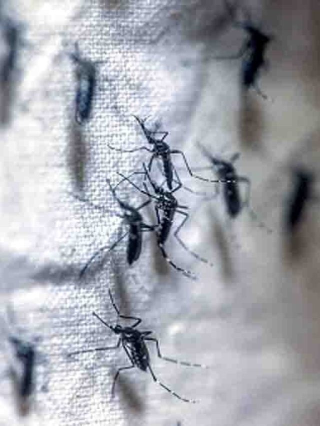 রান্নাঘরের এই সবজি দিয়ে তাড়ান মশা, রইল দুর্দান্ত ট্রিকস