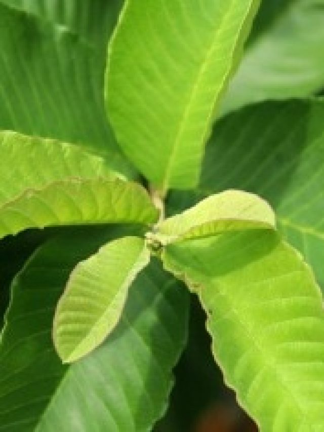 এই পাতার জল ঘষুন রোজ, টাকেও গজাবে কুচকুচে কালো চুল