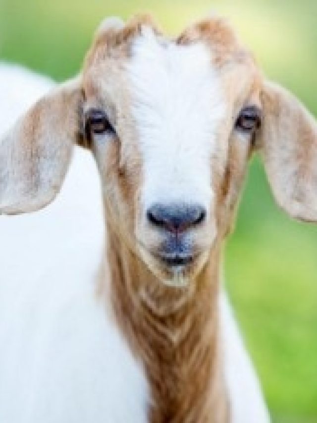 ছাগলের দুধ খেলে এসব উপকার হয়, অনেকেই জানেন না