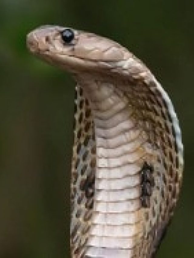 দরজা-জানলায় রেখে দিন এই পাতা, ভুলেও আর ঘরে ঢুকবে না সাপ, ভয়ে পালাবে