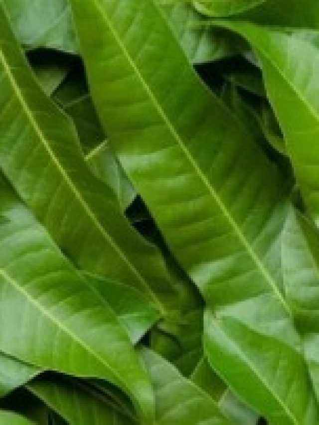 জলে ফুটিয়ে নিন আম পাতা, যৌবন উপচে পড়বে