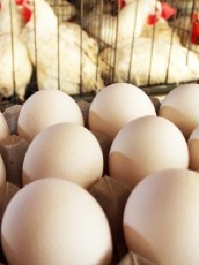 ডিম আগে না মুরগি? সঠিক উত্তরটি  অনেকেই জানেন না