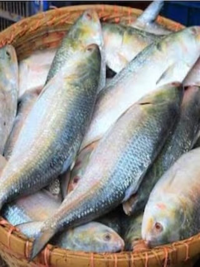 দামে ইলিশও নস্যি, এ বাংলাতেই মেলে এই মাছ, খেয়েছেন কখনও?