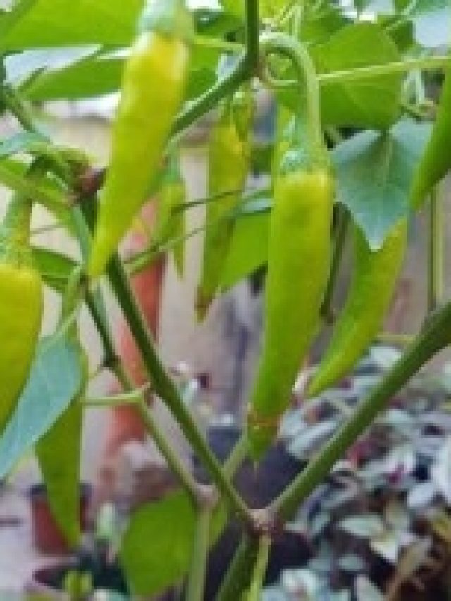 শুধু এই সার দিন, ঘরের টবেই কাঁড়ি কাঁড়ি লঙ্কা হবে