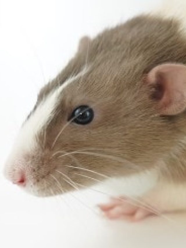 এই দুই মশলা রেখে দিন শুধু, ঘর থেকে  পাঁই পাঁই করে পালাবে ইঁদুর, আর ঢুকবে না