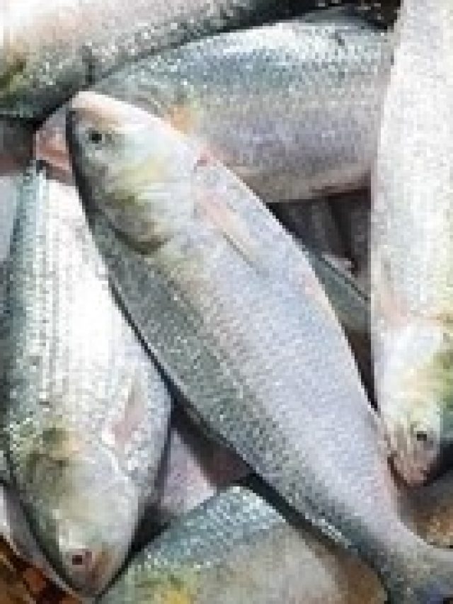 ইলিশ মাছ খেলে  শরীর এসব হবে, জানেন কি