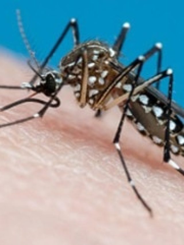 শুধু এই পাতা রেখে দিন, মশা ঘর থেকে পাঁই পাঁই করে  পালাবে