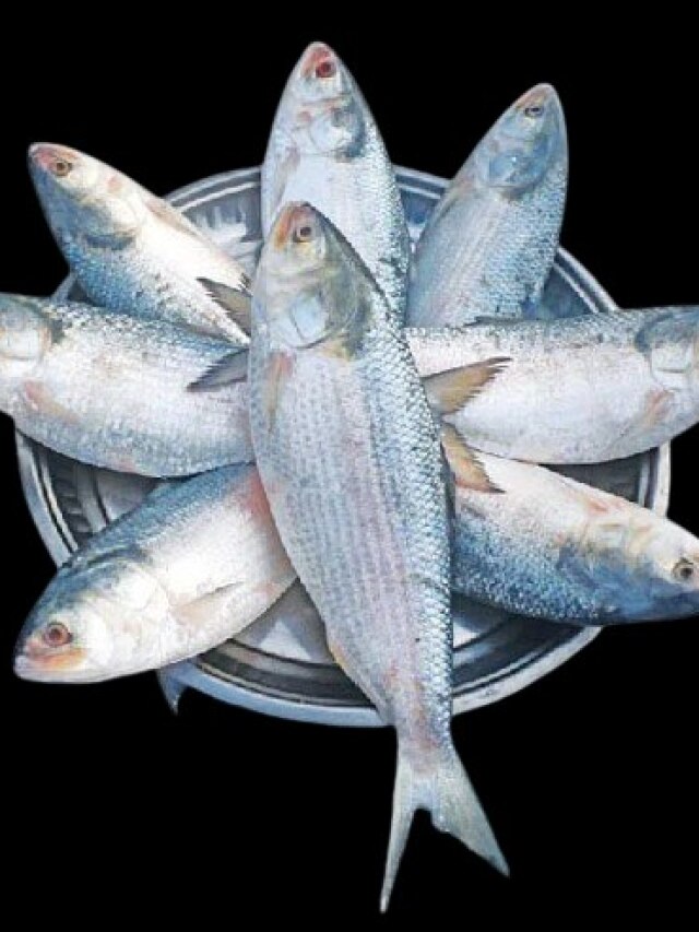 বাড়িতে ইলিশ মাছ এভাবে রাখলে অফ-সিজনেও খেতে পারবেন