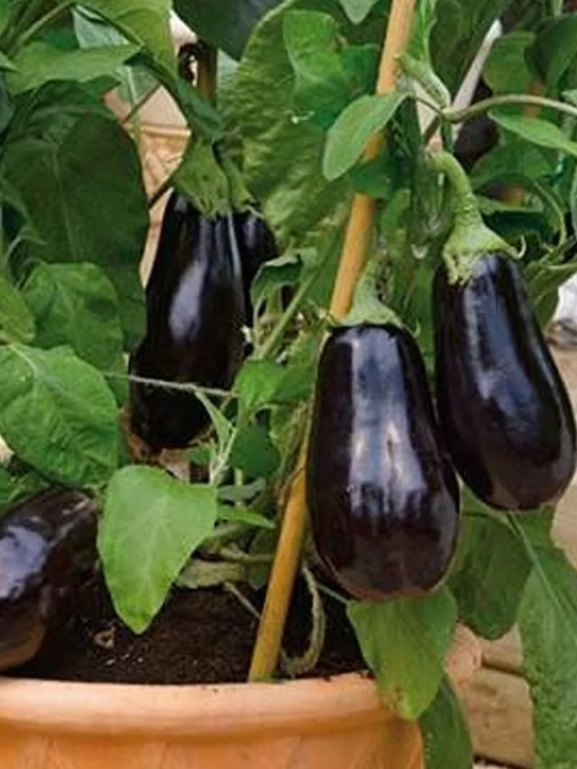 ১২ মাস বেগুন হবে বাড়ির টবেই, জেনে নিন পদ্ধতি