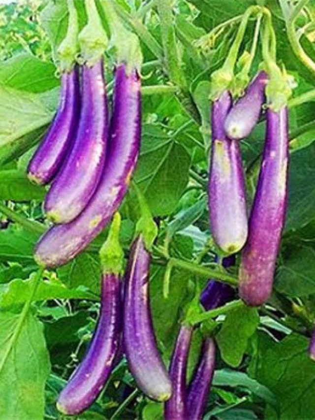 বারো মাস ফলান থোকা থোকা বেগুন, বাড়ির টবে চাষের সহজ পদ্ধতি