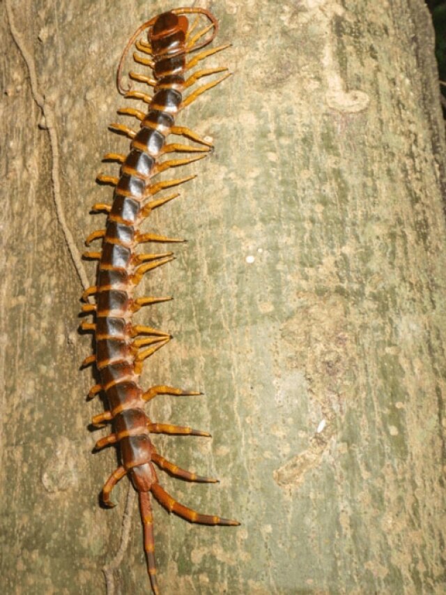 বিছানায় হেঁটে বেড়াচ্ছে তেঁতুল বিছে, ঝাল-আমিষের জলের ঝাঁঝে পালাবে