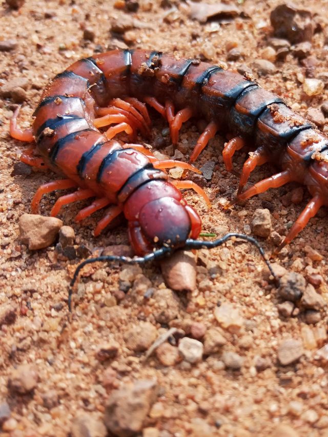 বর্ষায় বাড়িতে কিলবিল করছে তেঁতুল বিছে? রইল তাড়ানোর অব্যর্থ টিপস