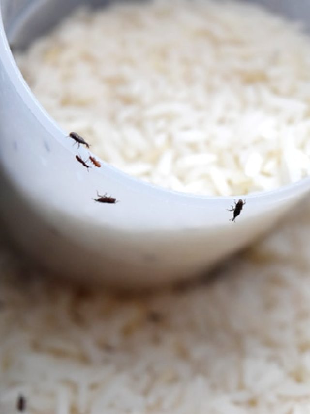 ঝাঁঝেই পালাবে চাল-ডালে থাকা পোকা, পাত্রে ফেলে রাখুন ফোড়ন দেওয়ার মশলা
