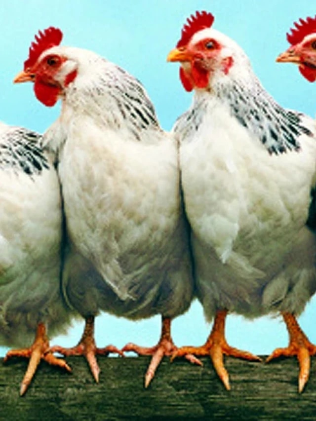 ভারতের এই পড়শি দেশের জাতীয় পাখি মুরগি, কোন দেশ?