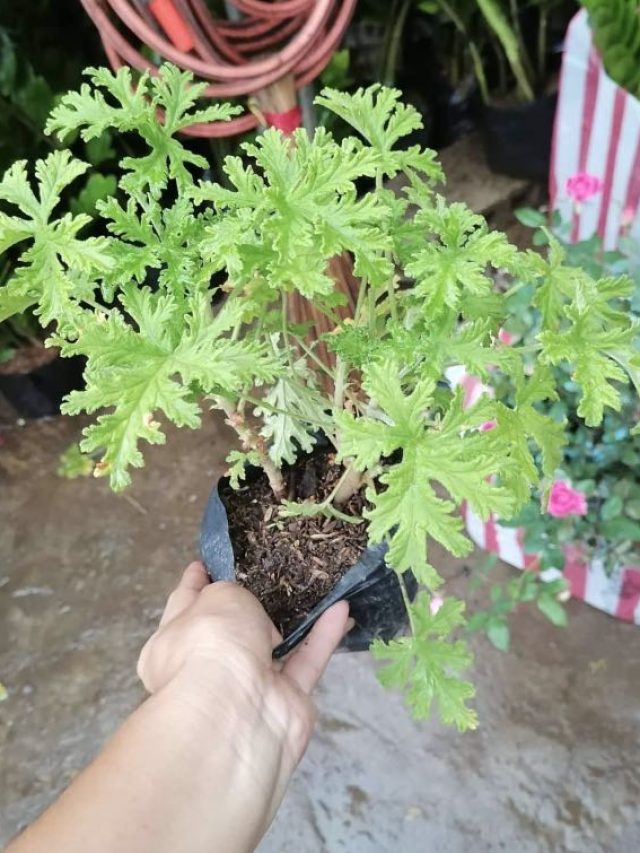 বাড়ছে ডেঙ্গি, মশা থেকে বাঁচতে চাইলে বাড়িতে লাগান এই গাছগুলো