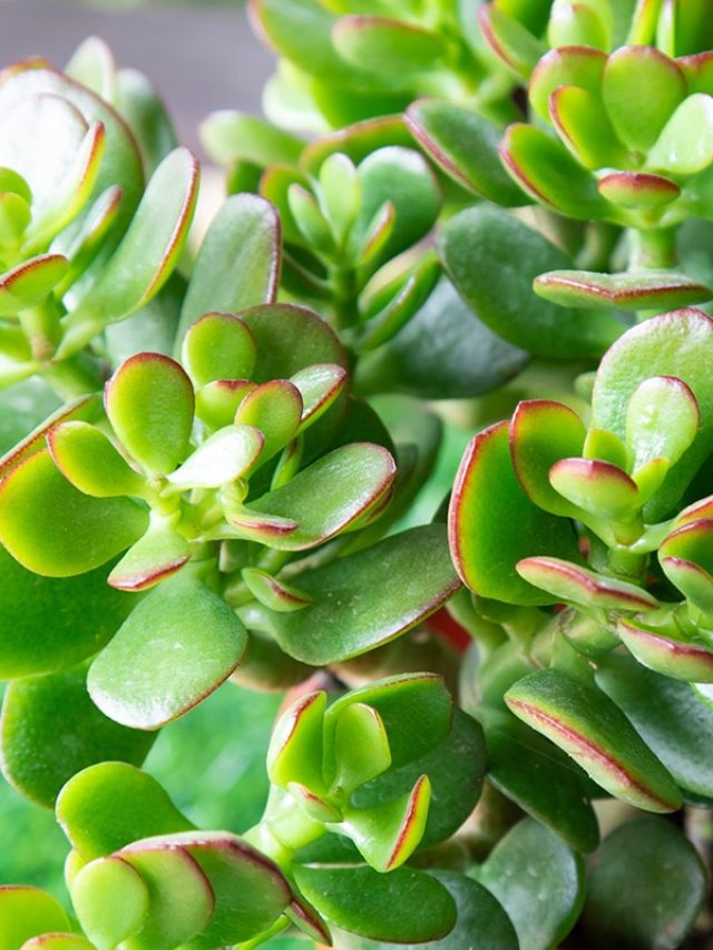 মানি প্ল্যান্টের থেকেও ভাল, এই গাছ চুম্বকের মতো টাকা টানে