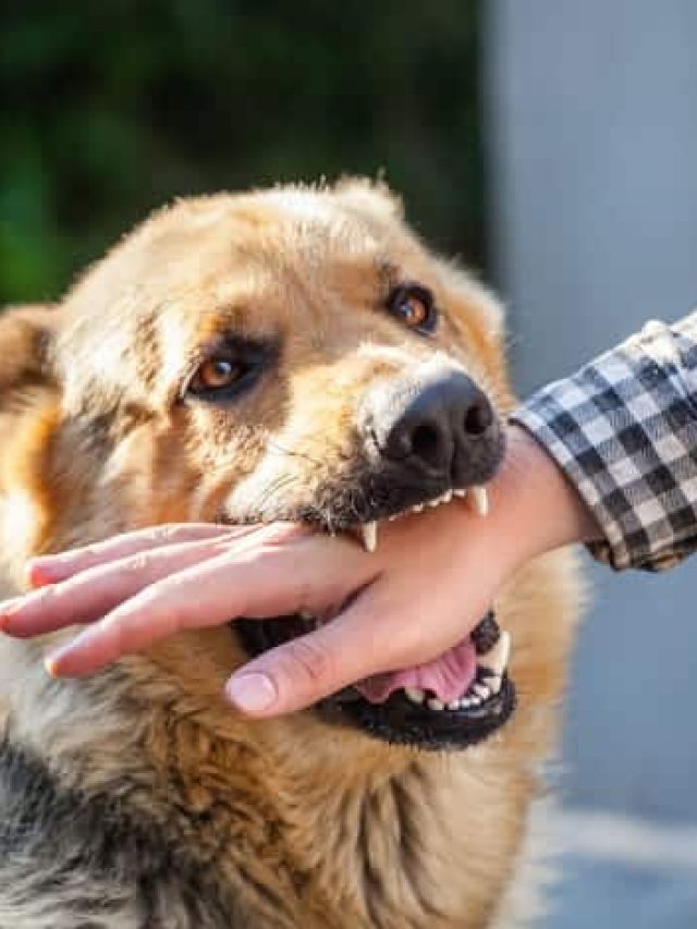 কুকুর কামড়ালে কী কী খাবেন না? জানাটা খুব জরুরি