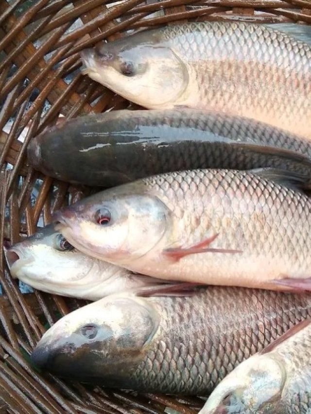 বর্ষাকালে কীভাবে চিনবেন টাটকা মাছ? শিখুন বাবা-কাকুদের এই ৫ মোক্ষম ট্রিকস