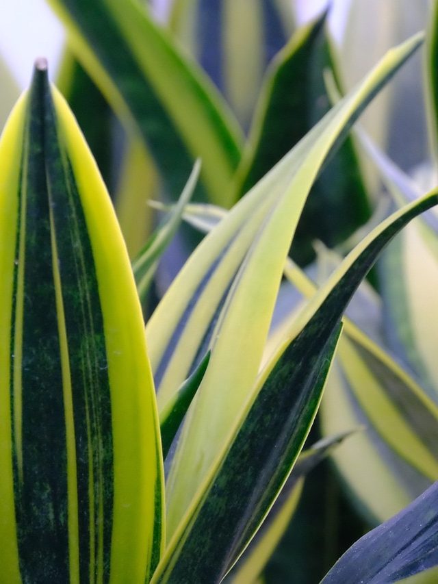 বাস্তু মেনে লাগান এই গাছ, ভাগ্য ঘুরে যাবে; হবেন কোটিপতি