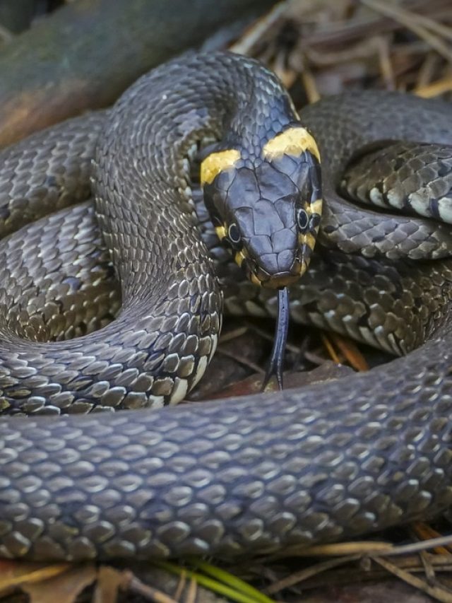 আপনার অজান্তেই ঘরে ঢুকে বসে আছে সাপ, কীভাবে বুঝবেন?