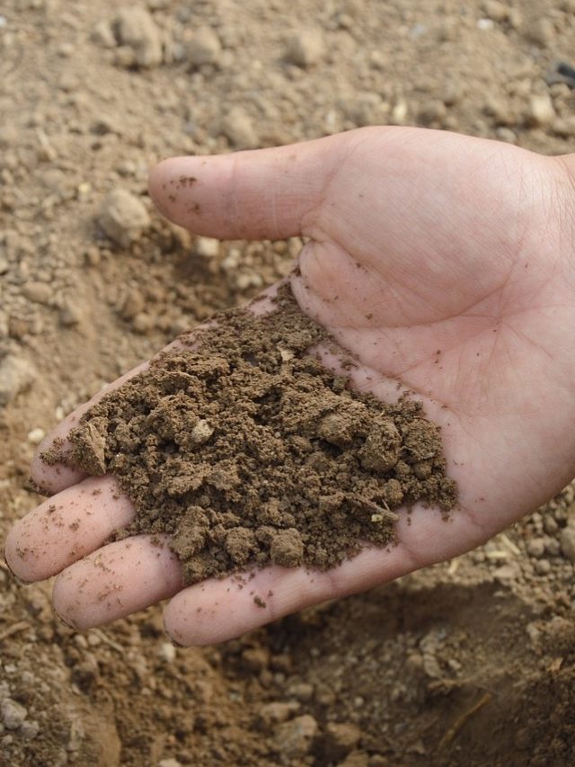 কাগজে মুড়ে পকেটে রাখুন একটু মাটি, ভাগ্য বদলাবে