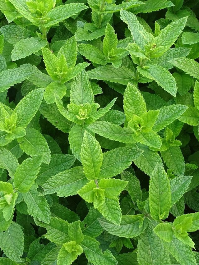 সর্দিতে বন্ধ নাক-গলার খুশখুশানি দূর করে এই পাতা; শুঁকলেই সমাধান