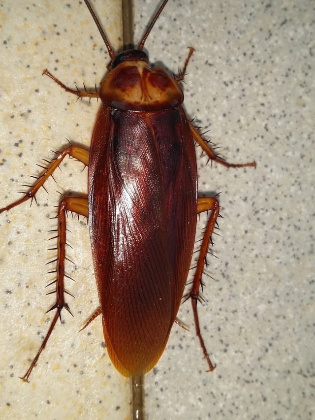 আরশোলার খেল খতম! রান্নাঘরে ছেটান এই পাতা