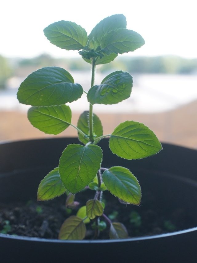 সম্পদ ও সুখ আসছে জীবনে, এভাবে ইঙ্গিত দেয় বাড়ির তুলসী