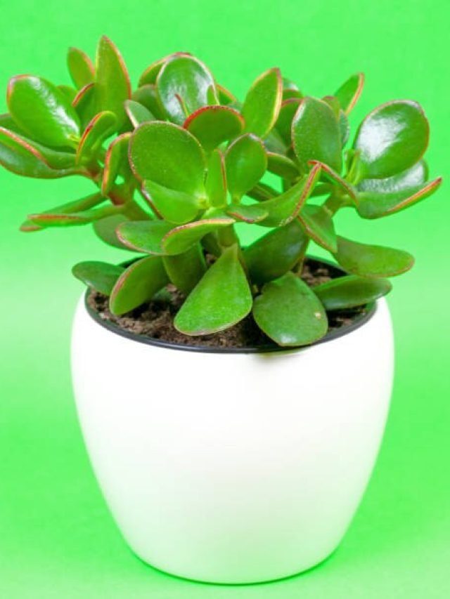 এই গাছটা বাড়ির ঠিক এদিকটাই লাগান, চুম্বকের মতো টাকা টানবে