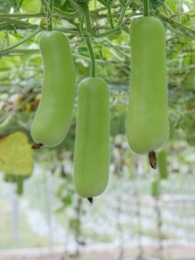 লাউকে ইংরেজিকে কী বলে? ৯৯ শতাংশ লোকই জানে না