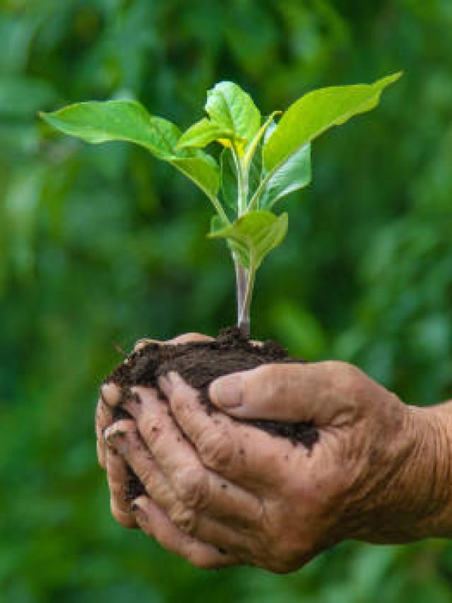 বর্ষাকালেই কেন গাছ লাগানো সবচেয়ে ভাল? বহু লোকই জানেন না