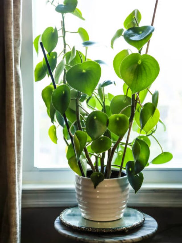 বাড়ির ঠিক এদিকটাই মানি প্ল্যান্ট লাগাতে হয়, ব্যাস! তাতেই খেলা শেষ