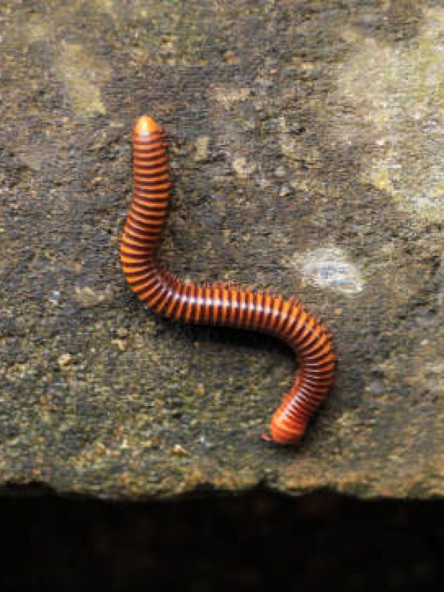 বর্ষায় বাড়িতে কেন্নো ঢুকে পড়ছে? এই ঘরোয়া উপায়গুলিতে তাড়ান