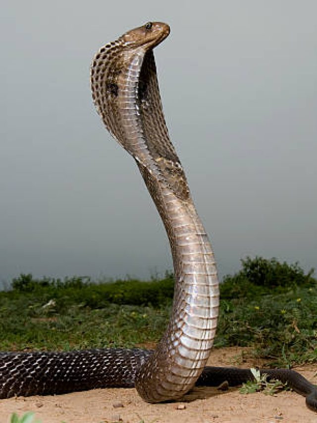 এই ১০ জিনিসকে সাপ ভয় পায়, জানালা-দরজায় রাখলে বাড়িতে ঢুকবে না