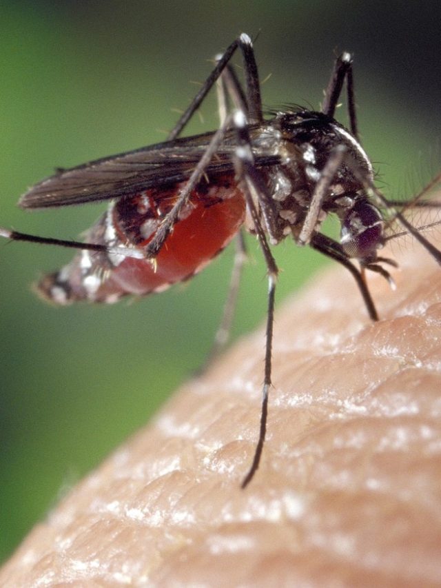 এই ৪ রঙে সবচেয়ে বেশি আকৃষ্ট হয় মশা, বেশি করে কামড়াতে শুরু করে