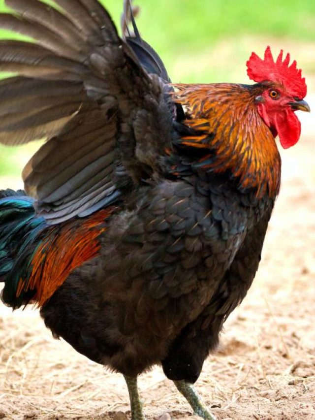 মুরগীর ৪গুণ রপ্ত করুন, ভবিষ্যতে পস্তাতে হবে না; বলছেন চাণক্য