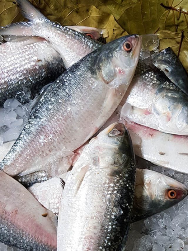 আসল ইলিশ চিনবেন কী করে? মাছওয়ালার টিপস