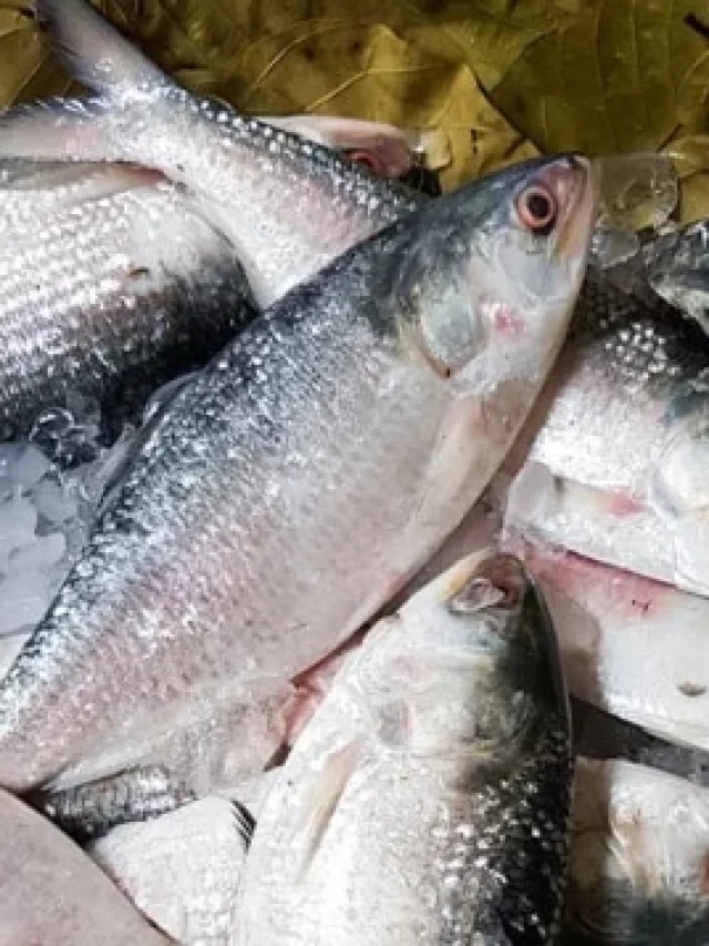 কোন মাস থেকে ইলিশ মাছ আর পাওয়া যাবে না? অনেকেই জানেন না